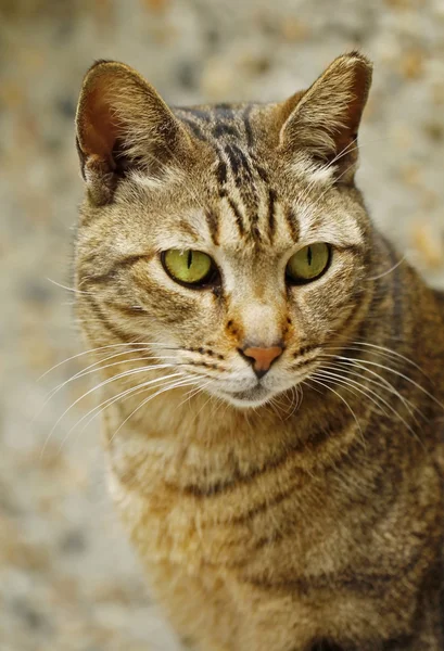 Um gato close-up . — Fotografia de Stock
