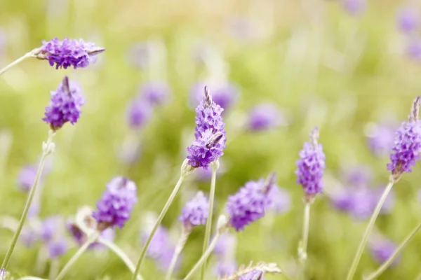 Fleurs violettes sur les herbes — Photo