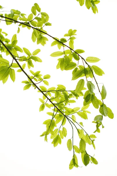 Зеленые листья фона — стоковое фото