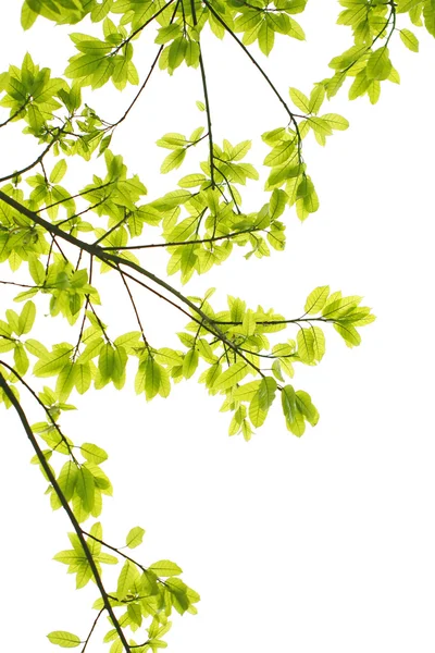 Folhas verdes fundo branco — Fotografia de Stock