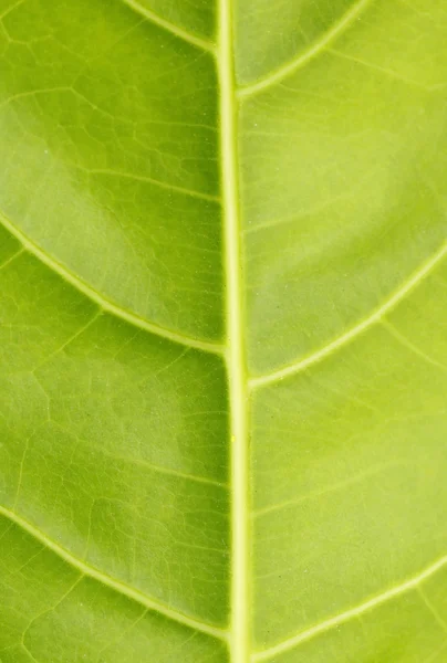 Yaprak yeşil doğa arka kapatın — Stok fotoğraf