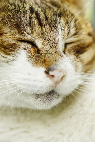 Sleeping cat — Stock Photo, Image