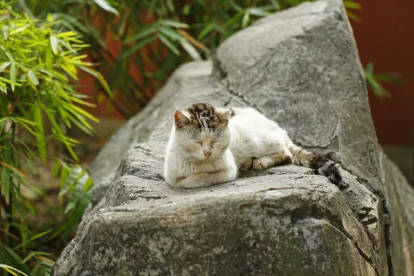 Sleeping cat on the rocks — Stock Photo, Image