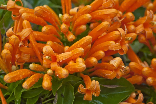 stock image Chinese New Year Flowers with droplets in spring