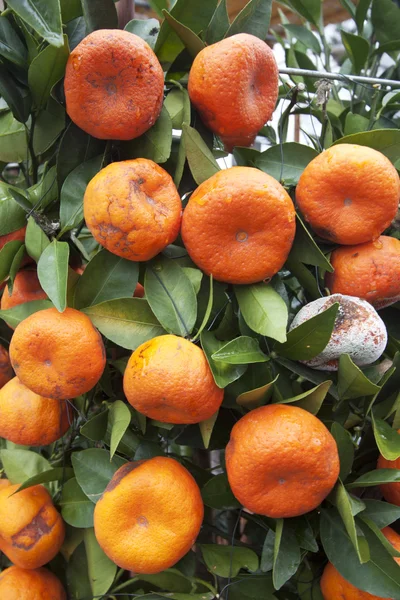 Árvores mandarinas — Fotografia de Stock