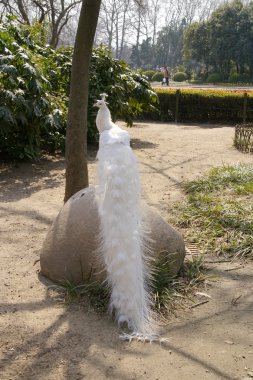 White peacock in zoo clipart