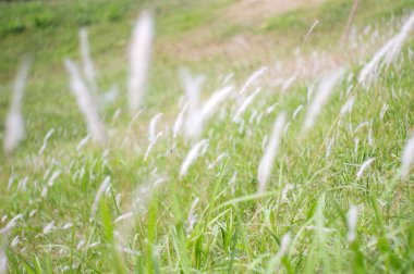 Moving grasses on the ground clipart