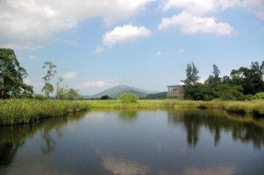 Wetland pond in Hong Kong clipart