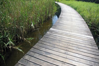 Wetland path in Hong Kong clipart