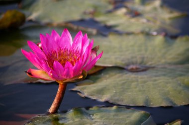 Lotus flowers in pond clipart