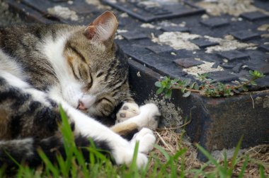 şirin ve uykulu kedi