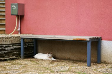 kedi sandalyenin altında