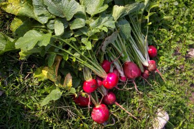 Fresh beetroots clipart