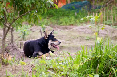 Melez köpek