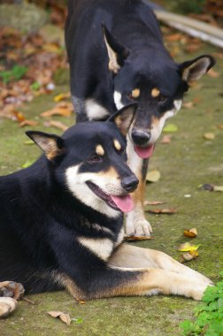 Melez köpekler.