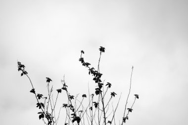 Grasses in black and white clipart