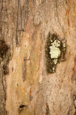 Tree barks texture clipart