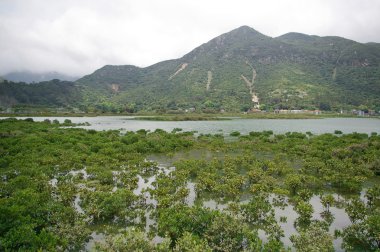 hong kong kıyılarında sulak