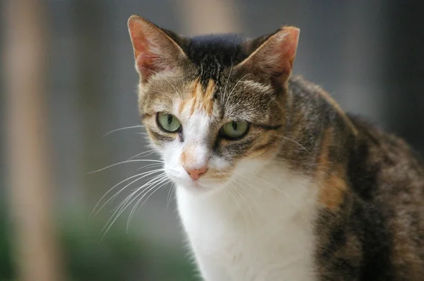 Cat with sharp eyesight — Stock Photo, Image
