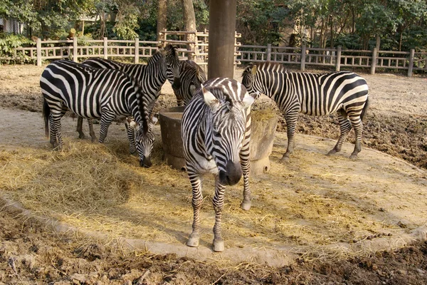 Zebras in the zoo — Stock Photo, Image