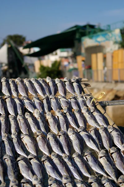 Salted fishes under sunshine in Hong Kong — Stock Photo, Image