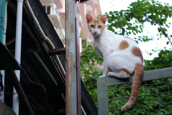 Eine Katze, die auf dem Tor sitzt und anstarrt. — Stockfoto
