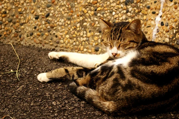 A sleeping cat on the ground — Stock Photo, Image