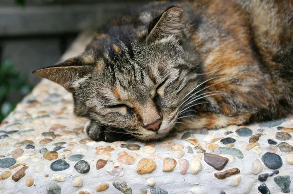 Ospalá kočka — Stock fotografie