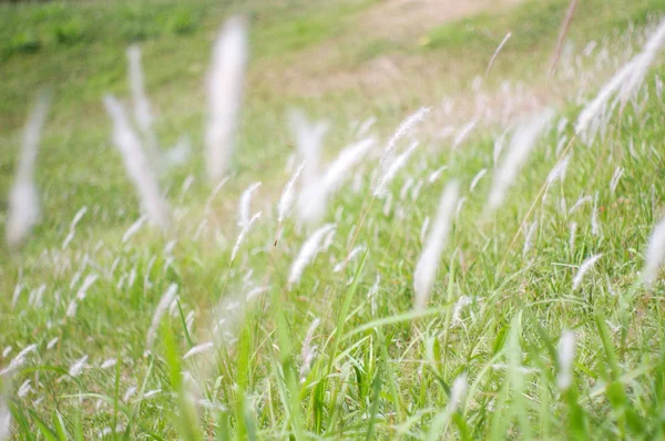 Přesun trávy na zemi — Stock fotografie