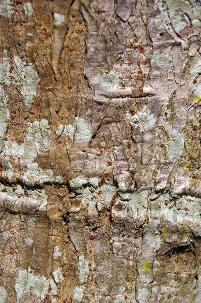 Detalles de la corteza del árbol — Foto de Stock