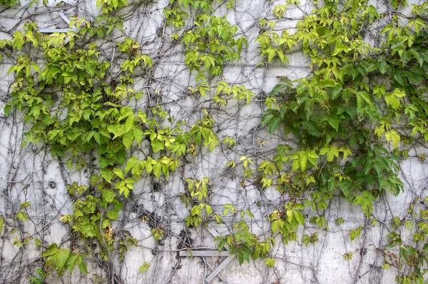 Gramíneas verdes na parede — Fotografia de Stock