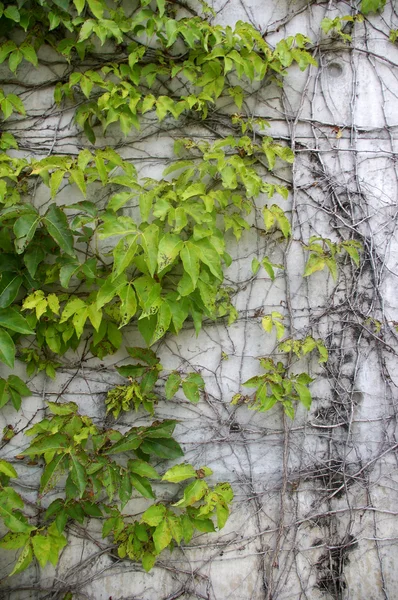 Erbe verdi sulla parete — Foto Stock