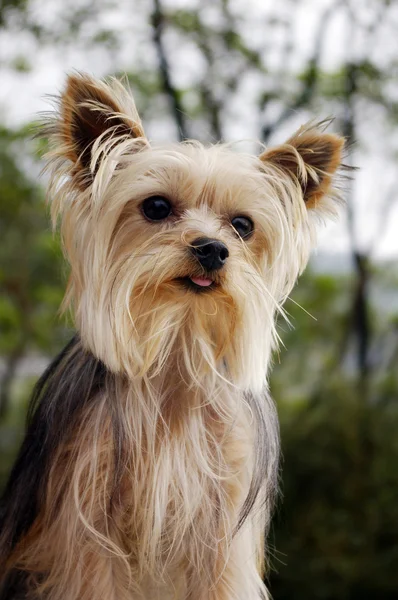 ヨークシャー犬 — ストック写真