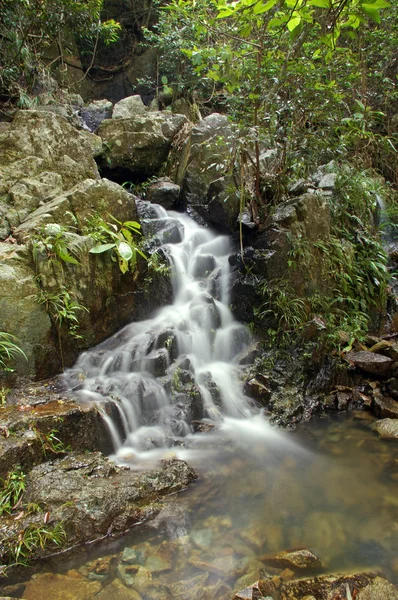 stock image Water stream in forest