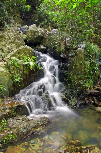 stock image Water stream in forest