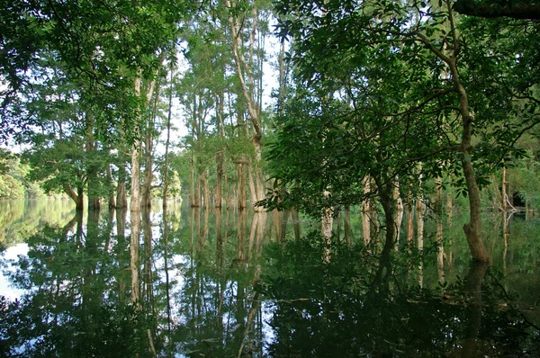 ağaçlar, su