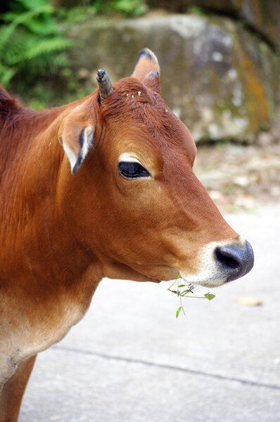 Картина, постер, плакат, фотообои "коровы едят травы — стоковое фото картины", артикул 9397335