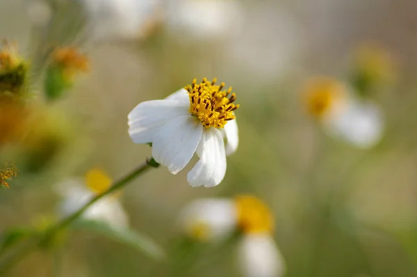 Vit blomma i gräs — Stockfoto