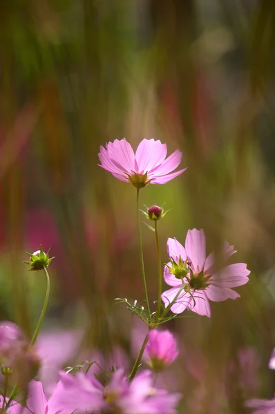 Flores cor de rosa fundo — Fotografia de Stock