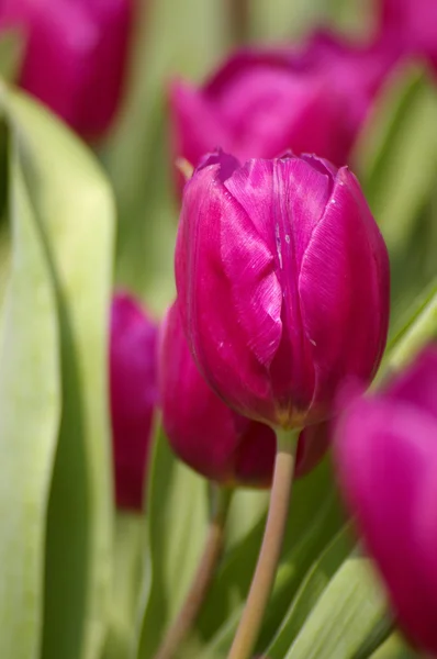 Розовые тюльпаны, крупным планом . — стоковое фото