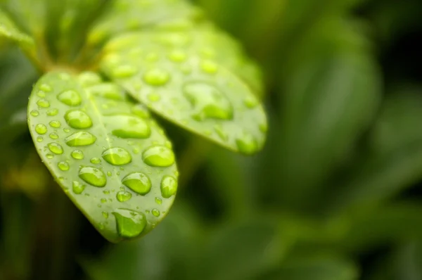 Water droplets on green leaves — Stock Photo, Image