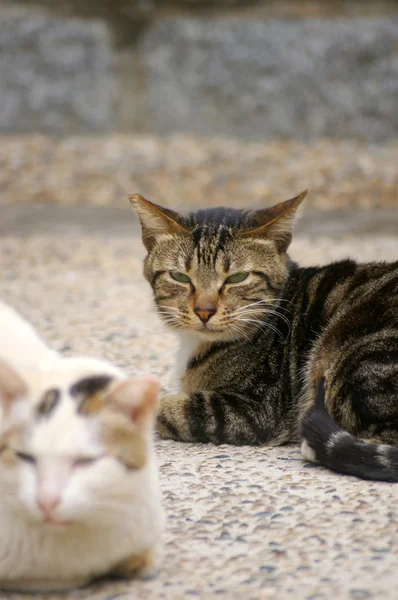 Gatos en el suelo — Foto de Stock