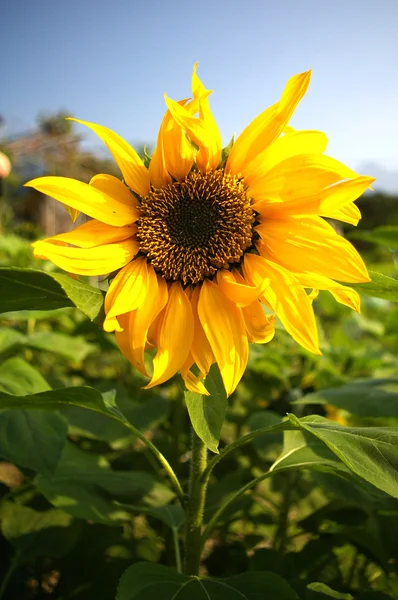 Sunflowers under blue sky — Stock Photo, Image