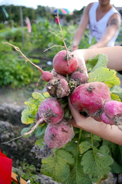 stock image Harvesting beetroots from field