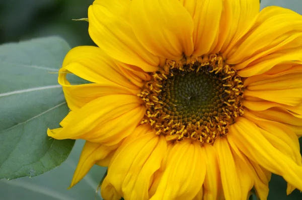 Close-up of a sunflower — Stock Photo, Image