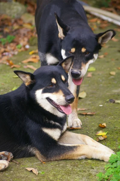 stock image Mongrel dogs