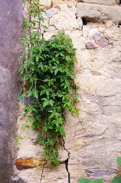 Groene grassen op muur — Stockfoto