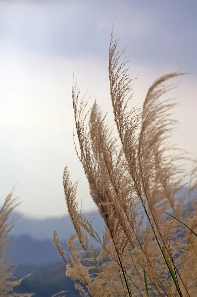 Bewegende grassen in de herfst — Stockfoto
