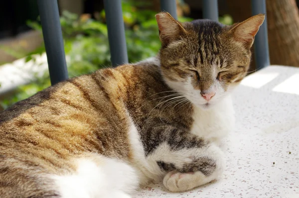 Um gato sob luz do sol — Fotografia de Stock