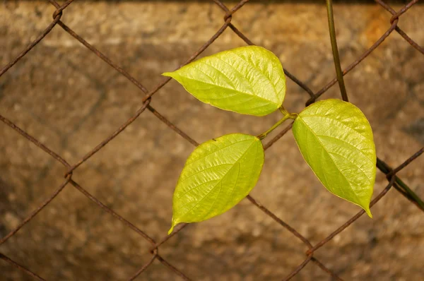 Green leaves over the net — Stock Photo, Image